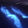 lichtgevende_dolfijnen