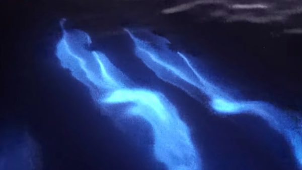 lichtgevende_dolfijnen