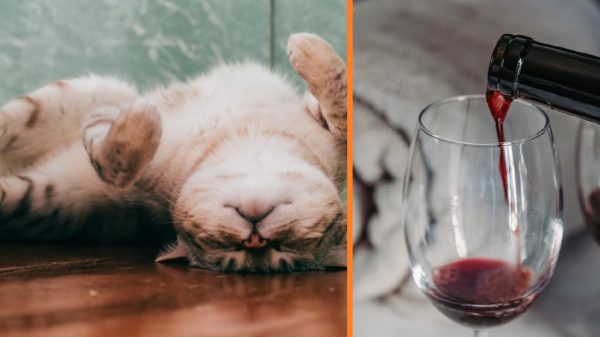wijn voor je kat