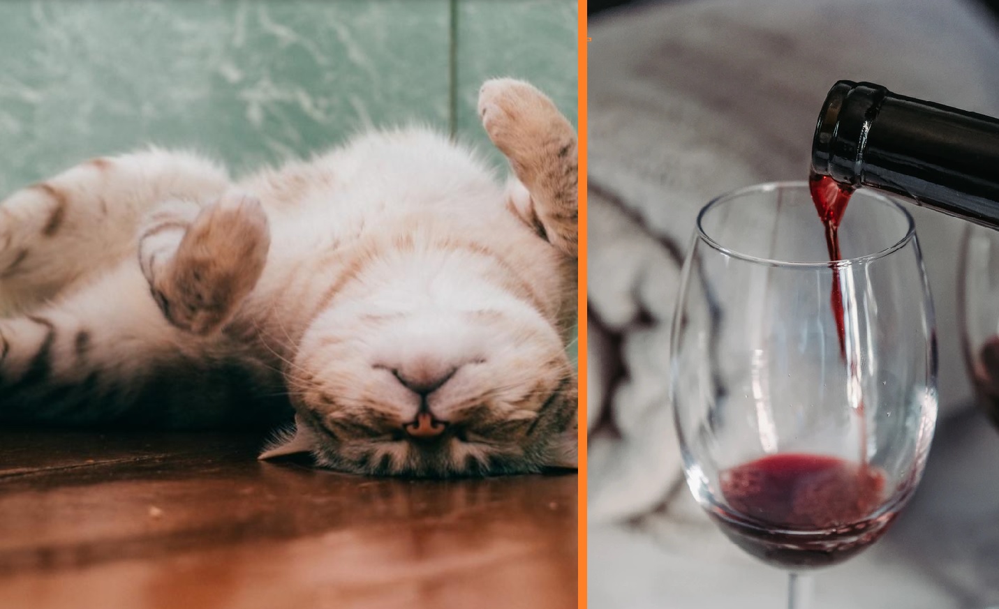 wijn voor je kat