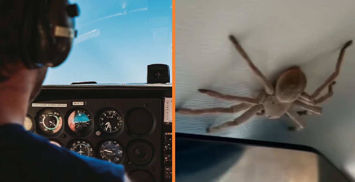 giant huntsman