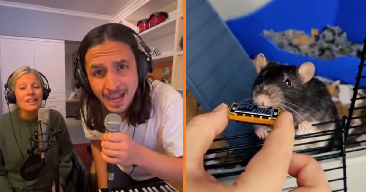 Coolste rat ooit weet de harmonica te bespelen SGXL.NL