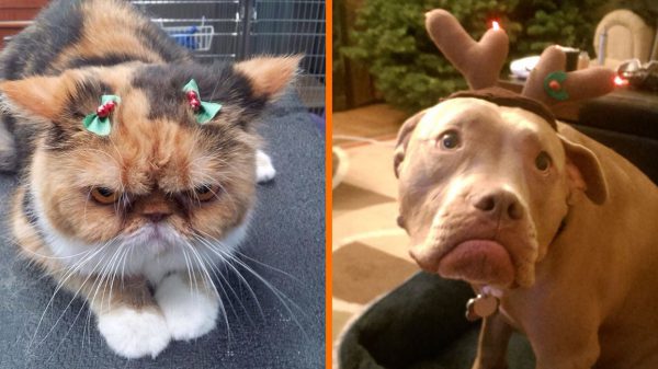 Deze huisdieren hebben overduidelijk een hekel aan Kerst