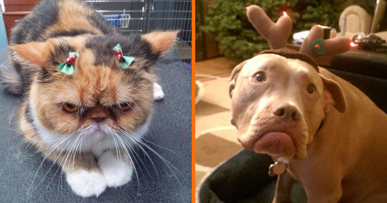 Deze huisdieren hebben overduidelijk een hekel aan Kerst