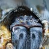 Huntsman