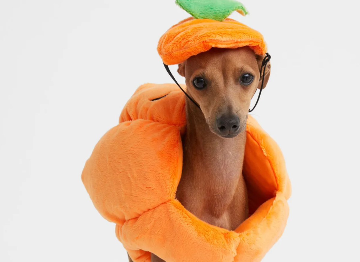 Arne Voorstad Van God Hebben: Bij de H&M zijn nu Halloween-pakjes voor je hond te koop