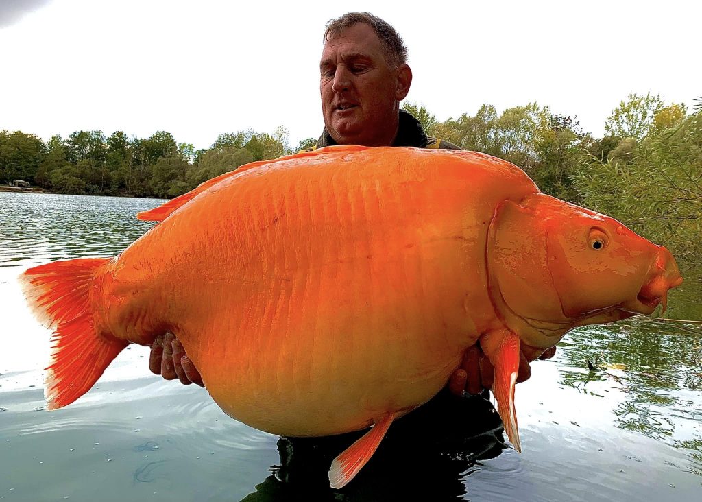 grootste goudvis ter wereld