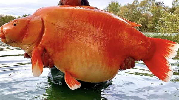 grootste goudvis ter wereld
