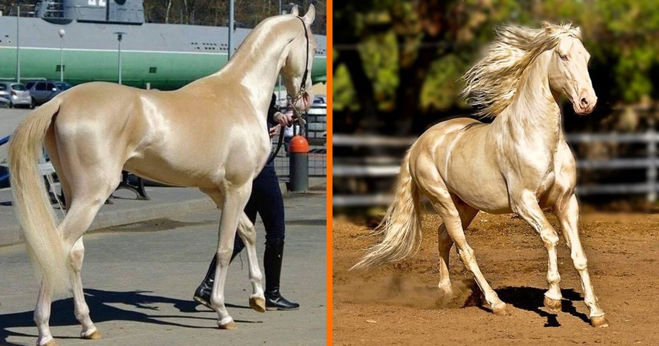 mooiste paard ter wereld