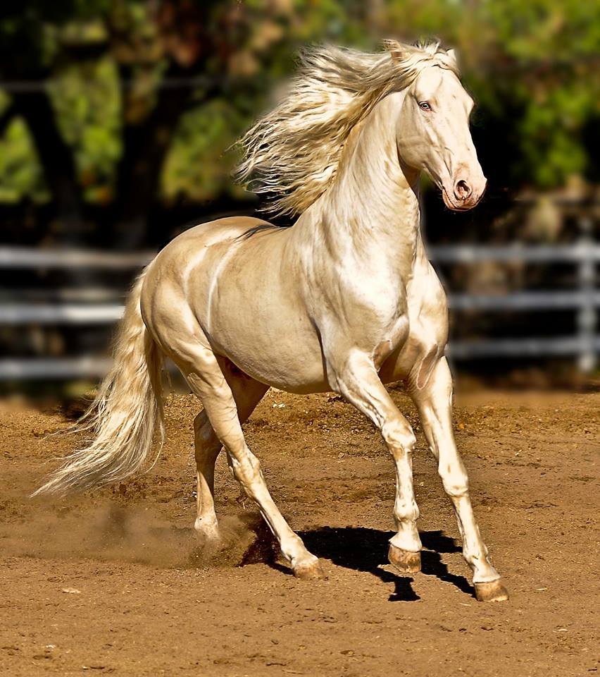 mooiste paard ter wereld