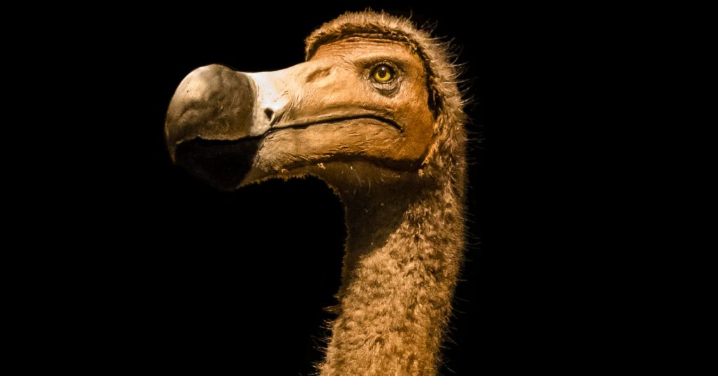 Wetenschappers beweren uitgestorven Dodo 'binnen 7 jaar' weer tot leven te wekken