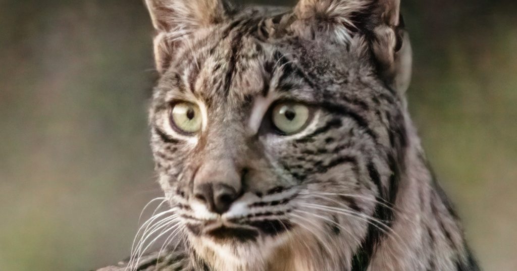 lynx nederland
