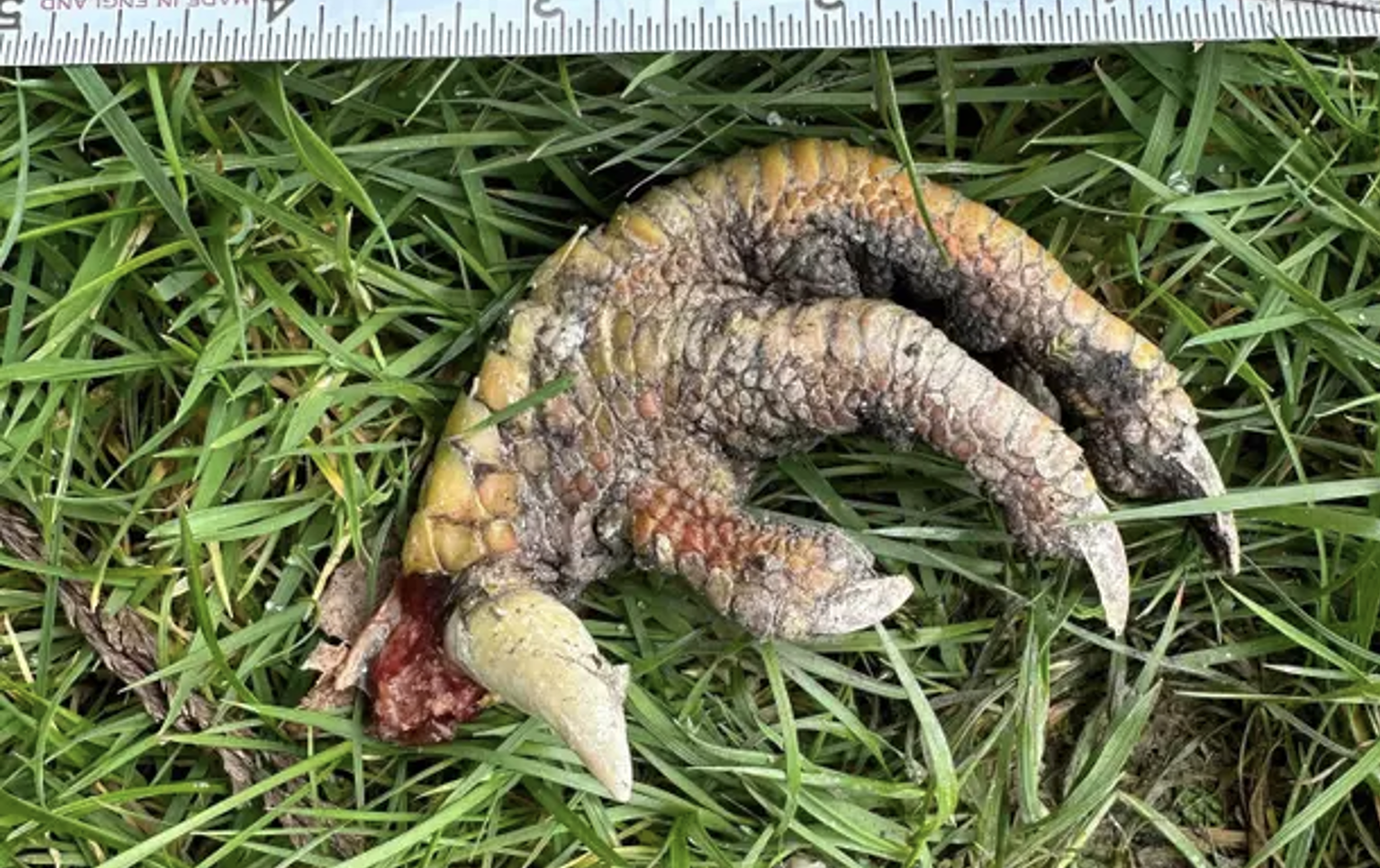 dinosaurus