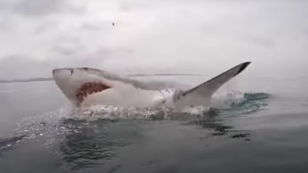 haaien in noordzee
