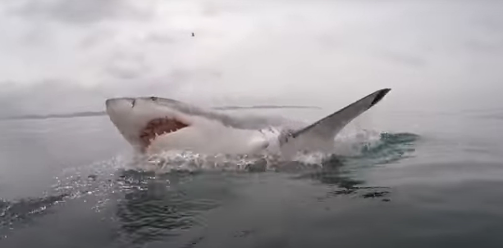 haaien in noordzee