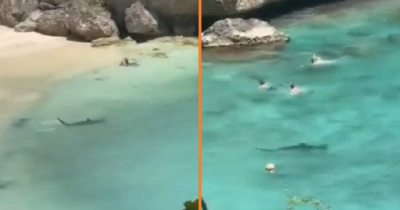 haai Curaçao