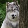Man gaf €22.000 uit om een wolf te worden en zegt dat hij zich niet langer als mens voelt