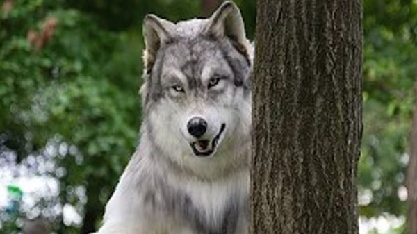 Man gaf €22.000 uit om een wolf te worden en zegt dat hij zich niet langer als mens voelt