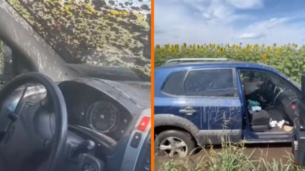 Oekraïense dames komen met auto vast te staan in zonneboemenveld maar ons hoor je niet klagen