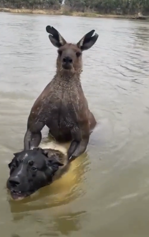 gespierde agressieve kangoeroe