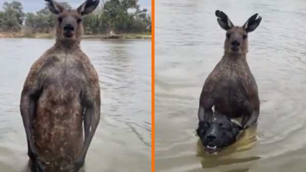 Man bevrijdt zijn hond uit de klauwen van extreem gespierde agressieve kangoeroe