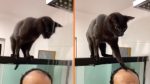 Kat maakt op treffende wijze duidelijk wie nou echt de baas in huis is
