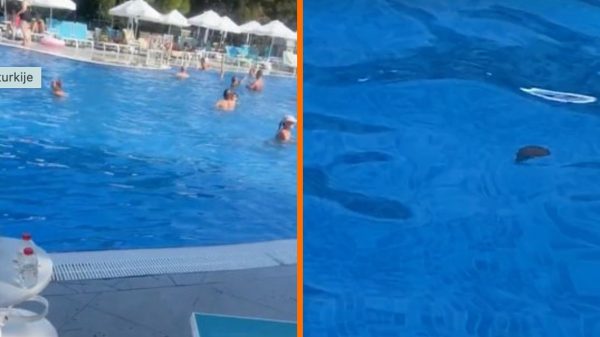 Zwembadverrassingen: drollen komen bovendrijven in Turks all inclusive-hotel