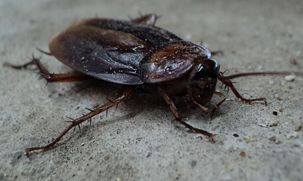 Bittere waarheid: Onderzoek wijst op mogelijke kakkerlakken in koffie