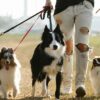 Ook hondenbelasting stijgt fors: Dit betaal je nu per hond