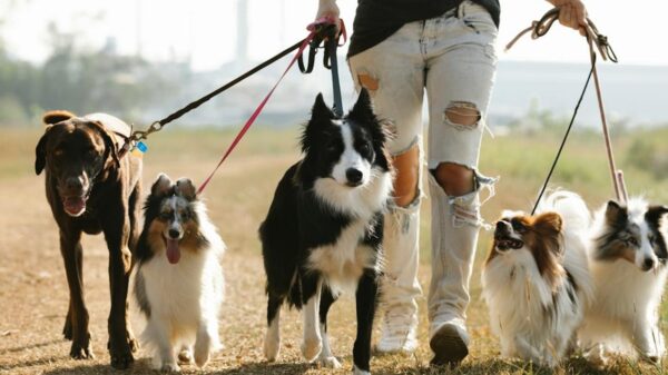 Ook hondenbelasting stijgt fors: Dit betaal je nu per hond