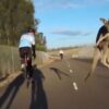 Kangoeroes blijken ook een intense afkeer aan wielrenners te hebben