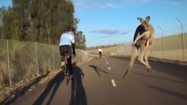 Kangoeroes blijken ook een intense afkeer aan wielrenners te hebben