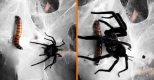 Spin laat zien waarom je doodsbang voor hem moet zijn