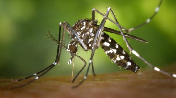 Allert: Gigantische muggenplaag op komst!