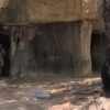 Beangstigende beelden tonen moment waarop dierentuin verzorgers per ongeluk wordt opgesloten in leefruimte met gorilla