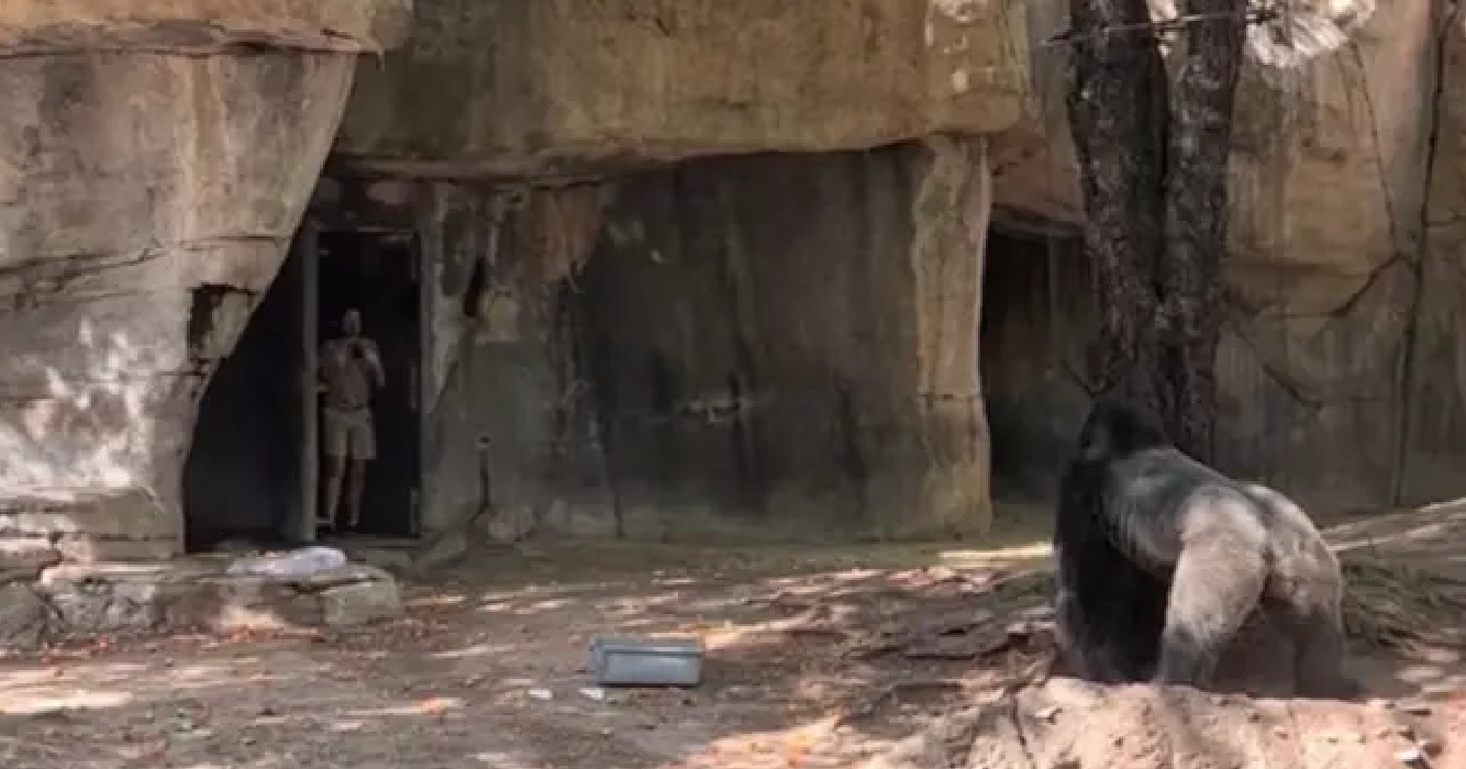Beangstigende beelden tonen moment waarop dierentuin verzorgers per ongeluk wordt opgesloten in leefruimte met gorilla