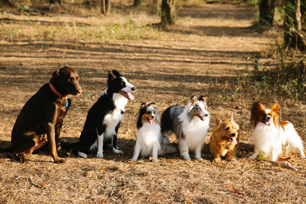 Loslopende Honden: Boswachters Zeggen 