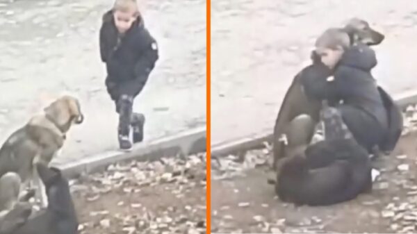 Vreemdeling ziet jongetje stoppen om een paar straathonden te knuffelen op weg naar school