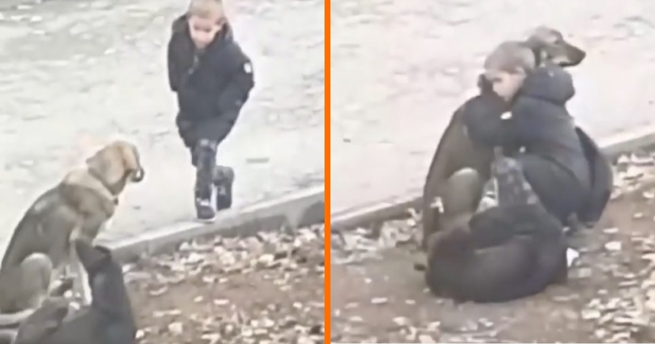 Vreemdeling ziet jongetje stoppen om een paar straathonden te knuffelen op weg naar school