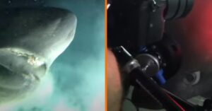 Prehistorisch diepzeemonster