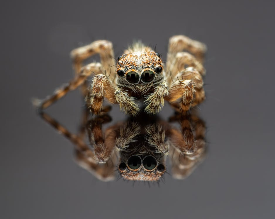 Spinnen in je huis: Hoeveel achtpotige huisgenoten heb jij?