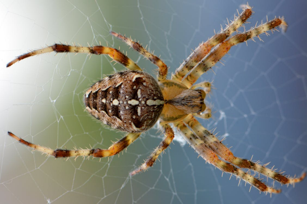 Spinnen in je huis: Hoeveel achtpotige huisgenoten heb jij?