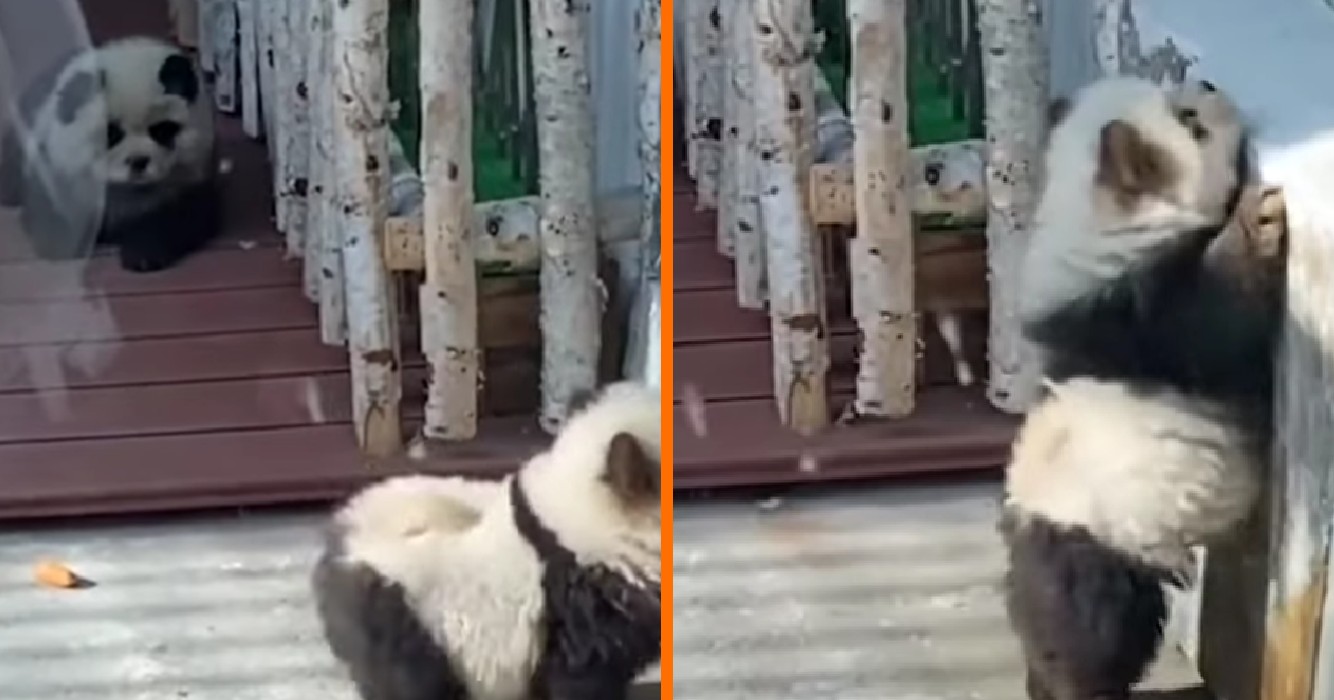 Dierentuin onder vuur vanwege zwart-wit geverfde honden: 'We hadden geen echte panda's'