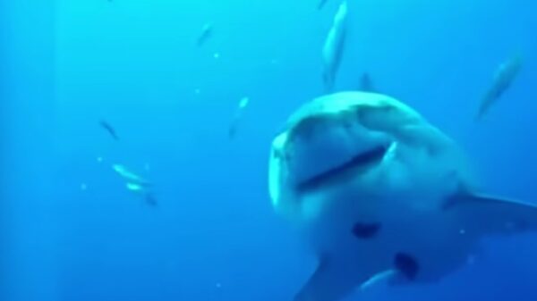 Reusachtige haai verschijnt voor Spaanse kust: Toeristen slaan op de vlucht