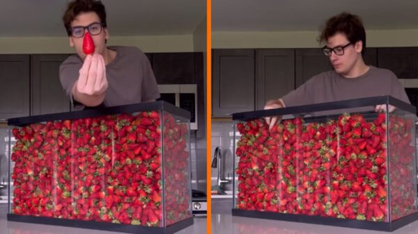 TikTok Uitdaging: Man Probeert 100 Liter Aardbeien te Eten