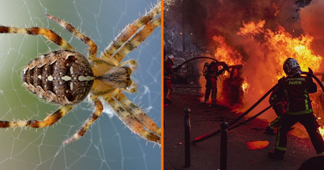 Man veroorzaakt enorme huisbrand na poging spin te doden met brander