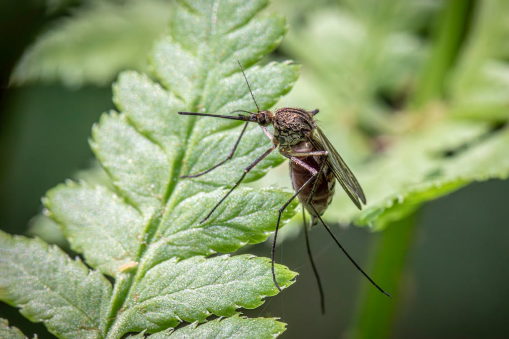 Tips om deze 'muggenrijke' zomer te slim af te zijn