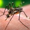 Tips om deze 'muggenrijke' zomer te slim af te zijn
