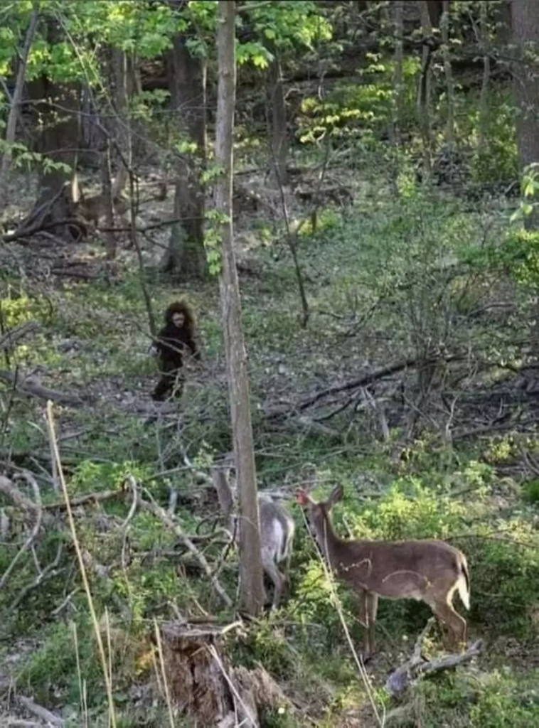 Wandelaars maken beelden van 'Baby Bigfoot'