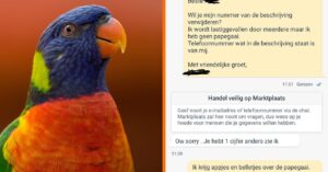 Fout telefoonnummer in Marktplaats-advertentie voor papegaai leidt tot onverwacht gesprek met onbekende